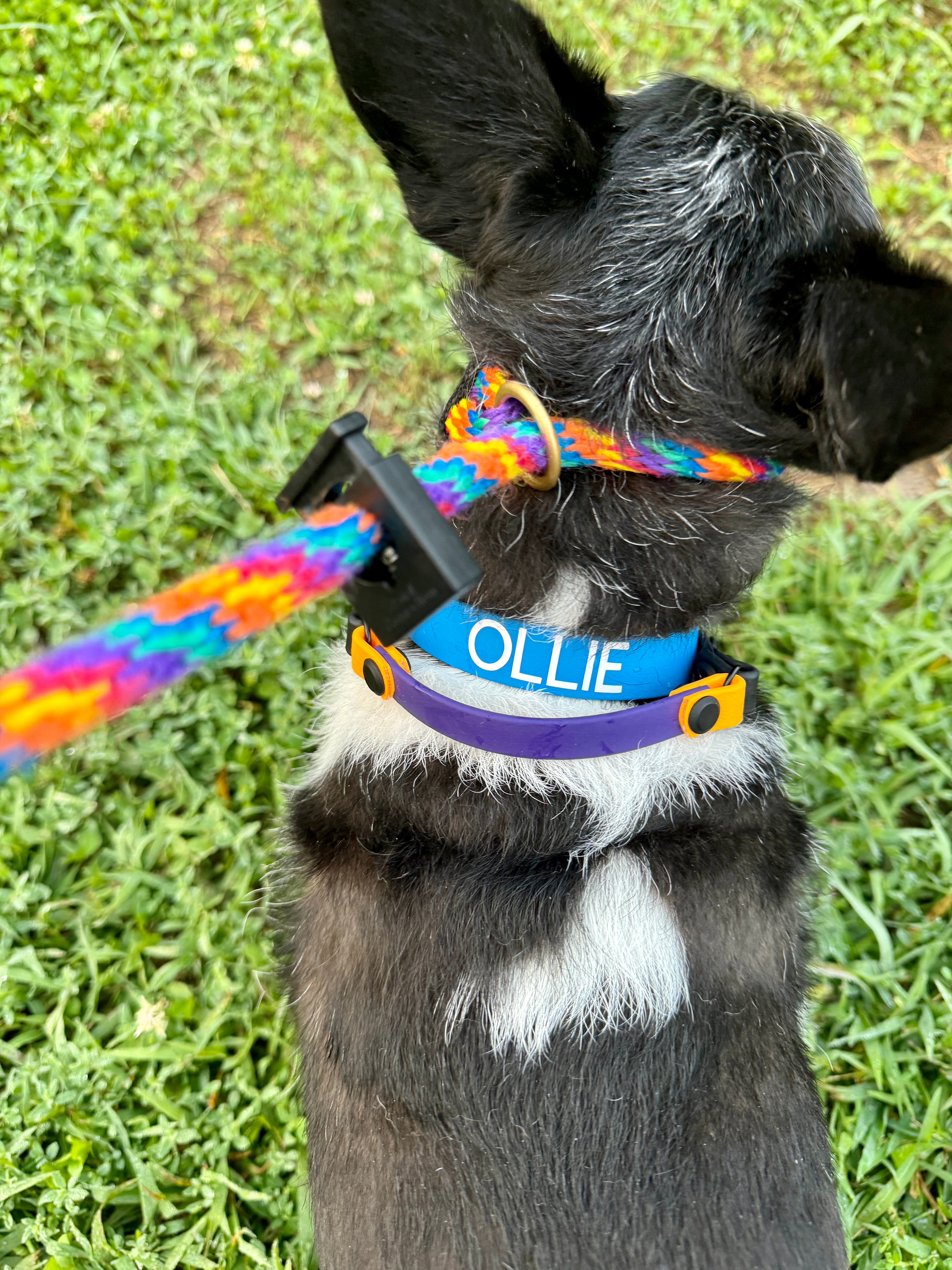 Durable Biothane Handle Dog Collar - Customizable & Waterproof