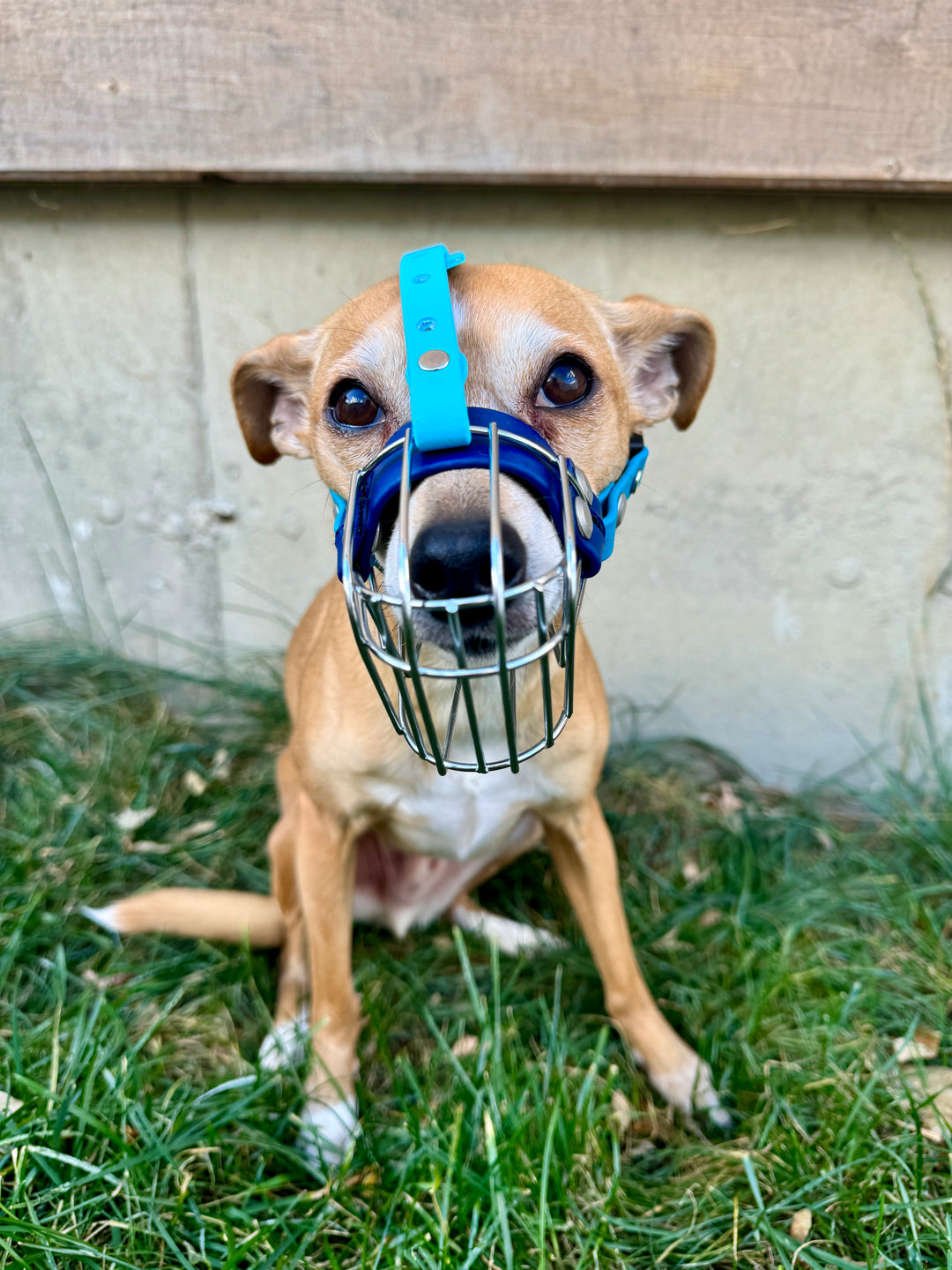 Custom Wire Basket Muzzle