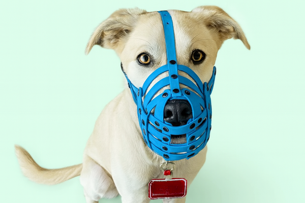 Dog wearing a blue muzzle on a light green background